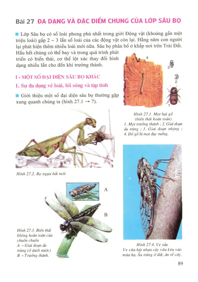 Bài 27: Đa dạng và đặc điểm chung của lớp Sâu bọ